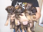 Raszuivere Duitse Herder pups, Dieren en Toebehoren, Rabiës (hondsdolheid), 8 tot 15 weken, Meerdere, Meerdere dieren