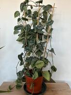 Scindapsus pictus trebie, goed groeiende plant, Ophalen, Halfschaduw, 100 tot 150 cm