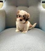 Prachtige Boomer  pups!, Dieren en Toebehoren, Honden | Chihuahua's en Gezelschapshonden, 8 tot 15 weken, Meerdere, Nederland