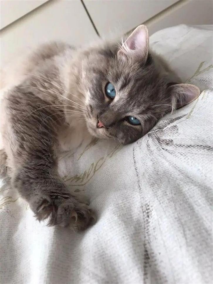 Ragdoll dekkater  met dekkingsgarantie, Dieren en Toebehoren, Katten en Kittens | Raskatten | Langhaar, Kater, Met stamboom, Ontwormd