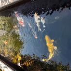 Mooie koi's 8 stuks, Dieren en Toebehoren, Karper of Koi