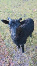 Ramlam van 31-5, Dieren en Toebehoren, Schapen, Geiten en Varkens, Mannelijk, Schaap