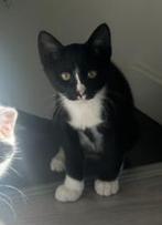 Kater, Dieren en Toebehoren, Katten en Kittens | Overige Katten, Kater, Kortharig, 0 tot 2 jaar