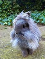 Teddy dwerg konijn, Dieren en Toebehoren, Konijnen, Mannelijk, Dwerg, 0 tot 2 jaar