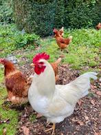 Biologische broedeieren legkippen, Dieren en Toebehoren, Pluimvee, Geslacht onbekend, Kip