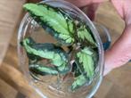 Terrariumplant Pellionia repens, Ophalen of Verzenden, Overige soorten, Minder dan 100 cm
