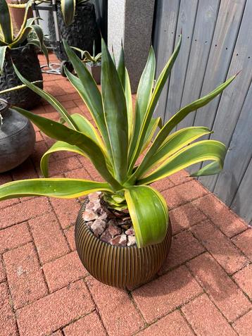 Mooie bonte agave in capi sierpot beschikbaar voor biedingen