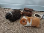 Cavia's Taco & Bibi, inclusief kooi en toebehoren, Mannelijk, Cavia, Tam