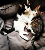 Broer en zus zoeken een warm mandje(volledig geënt+chip), Dieren en Toebehoren, Katten en Kittens | Overige Katten