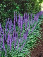 Liriope Big Blue | Leliegras | Chemievrij | P9, Overige soorten, Vaste plant, Ophalen of Verzenden, Halfschaduw