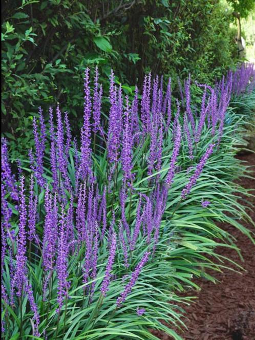Liriope Big Blue | Leliegras | Chemievrij | P9, Tuin en Terras, Planten | Tuinplanten, Vaste plant, Overige soorten, Halfschaduw