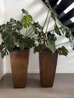 Mooie Monstera's in Hoge Bloempotten, Tuin en Terras, Overige materialen, Vierkant, Binnen, Zo goed als nieuw