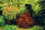 gezocht: aquariumplanten, Dieren en Toebehoren, Vis