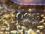 L181 Pepermint pleco, Vis, Zoetwatervis, Schoolvis