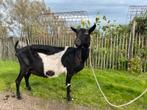 Te koop lieve zwart-bonte melkgeit, Dieren en Toebehoren, Schapen, Geiten en Varkens