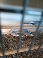 Diamanduifjes bonte en wiltkleur, Dieren en Toebehoren, Vogels | Duiven, Meerdere dieren