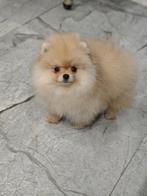 Mini Bearface Teefje Pomeriaan/Pomeranian Binnenkort in NL, Dieren en Toebehoren, Keeshond, 8 tot 15 weken, Buitenland, Teef