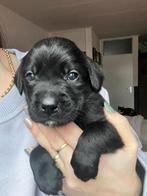 Labrador pups (nog 1 reu beschikbaar), Parvo, 8 tot 15 weken, Labrador retriever, Meerdere