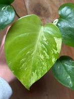 Monstera deliciosa variegata plant mint albo green jungle, Huis en Inrichting, Kamerplanten, Ophalen of Verzenden, Halfschaduw