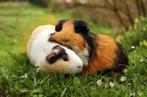 Gezocht, 2 cavia zeugjes, jonkies, Dieren en Toebehoren, Knaagdieren, Cavia, Vrouwelijk, Tam, September