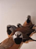 Gordelgrasvink | Wildkleur | Deskundig advies, Dieren en Toebehoren, Meerdere dieren, Tropenvogel