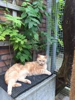 Kattenopvang Love&Cuddles in Bergen noord-holland, Diensten en Vakmensen, Dieren | Katten | Verzorging, Oppas en Les, Pension of Dagopvang