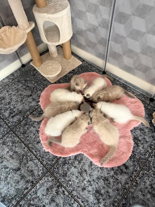 100% Ragdolls kittens  Mogen hun netstje verlaten, Dieren en Toebehoren, Katten en Kittens | Raskatten | Langhaar, Meerdere dieren