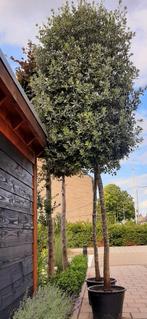 2  volwassen steeneiken ca 3.50/4.mtr. hoog, Ophalen, In pot, Volle zon, Overige soorten