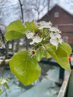 Leisierpeer, stamhoogte 180cm, stamdikte 14/16cm, Tuin en Terras, Planten | Bomen, Leiboom, Ophalen of Verzenden, Lente, 100 tot 250 cm