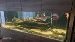 Aquarium  200 x 60x 80 compleet   T.E.A.B, Dieren en Toebehoren, Vissen | Aquaria en Toebehoren, Ophalen, Gevuld zoetwateraquarium