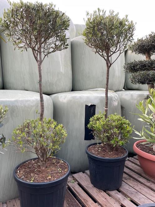 Olijfboom bollen op stam, Tuin en Terras, Planten | Tuinplanten, Overige soorten, Halfschaduw, Zomer, Verzenden