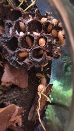 20 Isopods/pissebedden 'orange powder', Dieren en Toebehoren, Reptielen en Amfibieën