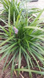 Liriope muscari Ingwersen p9, Ophalen of Verzenden, Zomer, Overige soorten, Halfschaduw