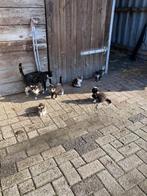 Jonge poesjes!, Dieren en Toebehoren, Vrouwelijk, Kip