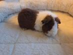 us teddy raszuiver + stamboom, Dieren en Toebehoren, Cavia, Mannelijk, Januari, Tam