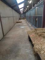 Stallen te huur, Weidegang, 4 paarden of pony's of meer