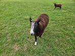 Zwartbles ram, Dieren en Toebehoren, Schapen, Geiten en Varkens, Mannelijk, Schaap