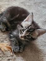 3 Prachtige poesjes Maine Coon/Cyprus kittens te koop!, Dieren en Toebehoren, Katten en Kittens | Raskatten | Langhaar, Poes, Ontwormd