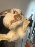 Dwergkonijn hangoor, Dieren en Toebehoren, Konijnen, Vrouwelijk, Dwerg, Hangoor, 0 tot 2 jaar