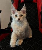 Prachtige Maine Coon Shaded kater, Dieren en Toebehoren, Katten en Kittens | Raskatten | Korthaar, Kater, Gechipt, 0 tot 2 jaar