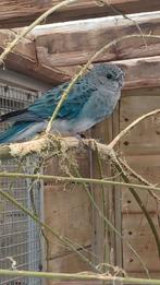 Stanley rosella pop, Dieren en Toebehoren, Vrouwelijk, Parkiet, Geringd