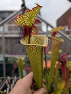 Sarracenia Trompetbekerplant Vleesetende plant, Tuin en Terras, Planten | Tuinplanten, Ophalen of Verzenden, Zomer, Volle zon
