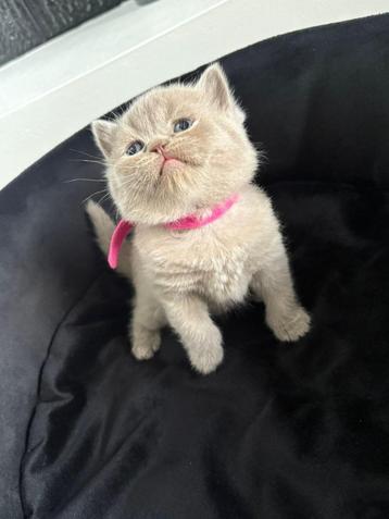 🐾100% Britse korthaar kittens🐾 beschikbaar voor biedingen