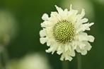 Cephalaria Gigantea reuzen duifkruid. Wolken creme bloemen, Overige soorten, Vaste plant, Ophalen of Verzenden, Halfschaduw
