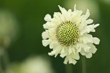 Cephalaria Gigantea reuzen duifkruid. Wolken creme bloemen beschikbaar voor biedingen
