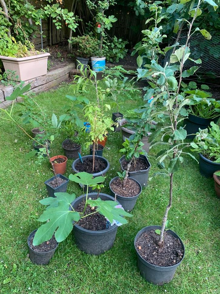 Diverse fruitbomen, Tuin en Terras, Planten | Fruitbomen, Minder dan 100 cm, Lente, In pot, Ophalen
