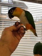 Tamme zwartkop caique, s, Dieren en Toebehoren, Vogels | Parkieten en Papegaaien, Meerdere dieren, Papegaai