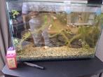 Mooi aquarium plus guppies en babys, Dieren en Toebehoren, Ophalen, Zo goed als nieuw, Gevuld zoetwateraquarium