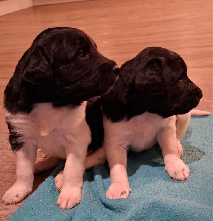 Friese stabij pups te koop, Dieren en Toebehoren, Honden | Retrievers, Spaniëls en Waterhonden, Meerdere dieren, Overige rassen