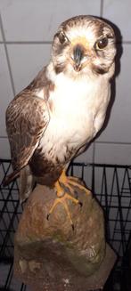 Opgezette luggervalk / Indische lannervalk, Ophalen, Zo goed als nieuw, Vogel, Opgezet dier